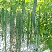 Snake gourd